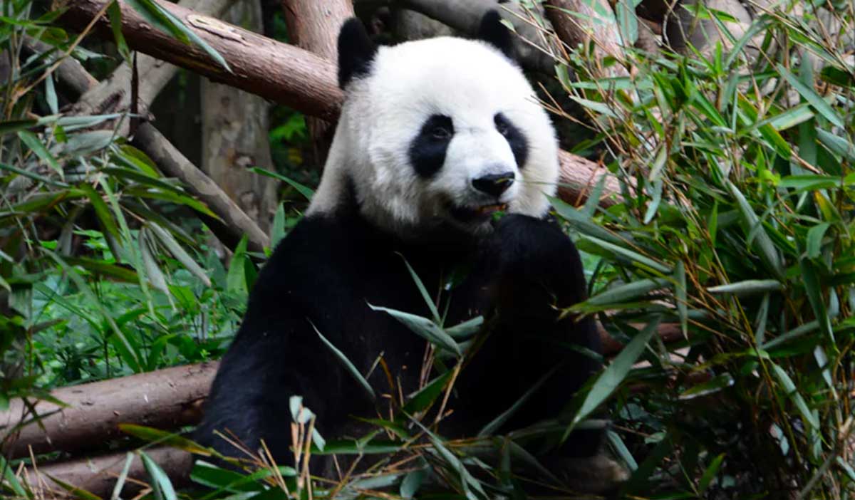 UC China Panda F - Uncharted World