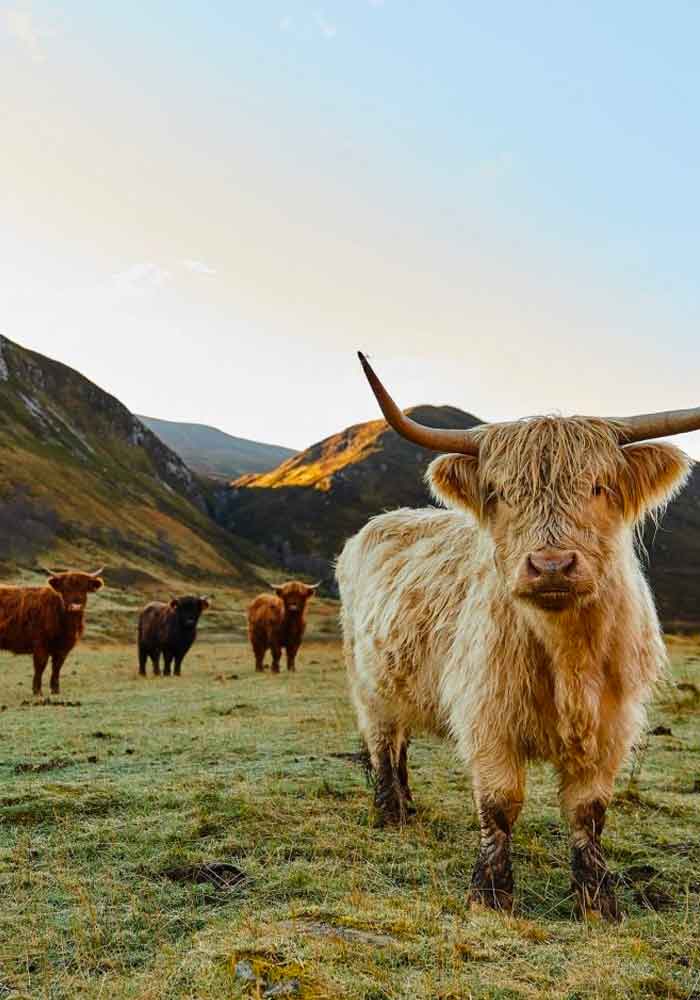 Alladale - Join Francis Mallmann in the Scottish Highlands