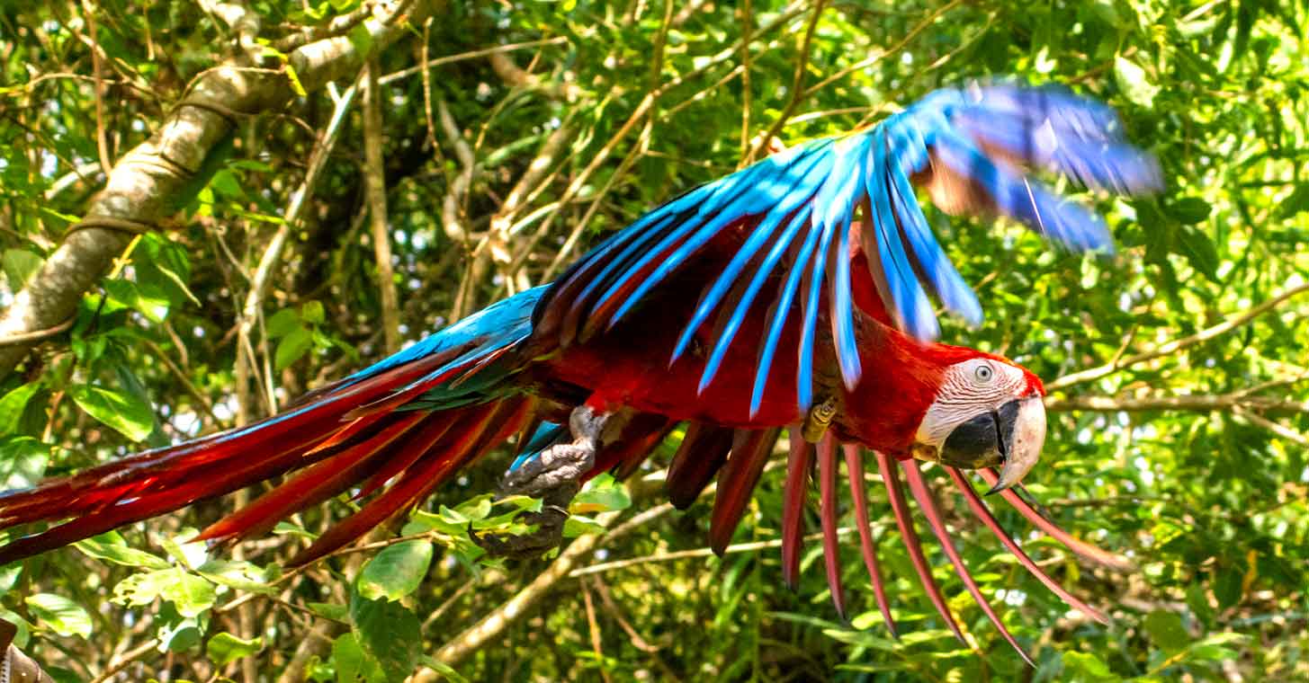 Macaws Feature - Rewilding - The Return of the Macaw