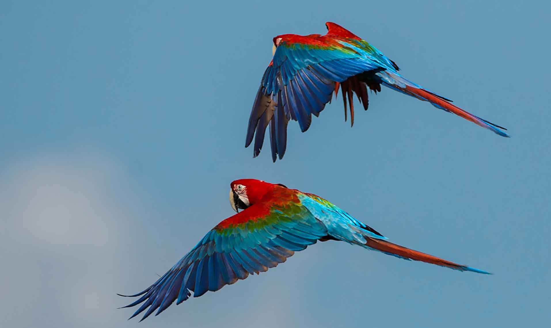 Rewilding – The Return of the Macaw