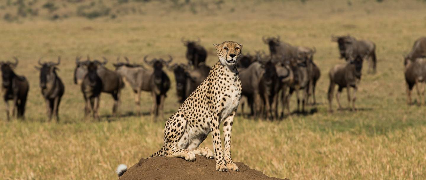 20 mahali mzuri cheetah perched 1440x610 1 - MAHALI MZURI