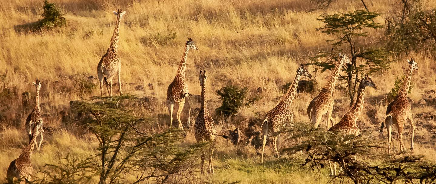 22 mahali mzuri giraffe herd 1440x610 1 - MAHALI MZURI