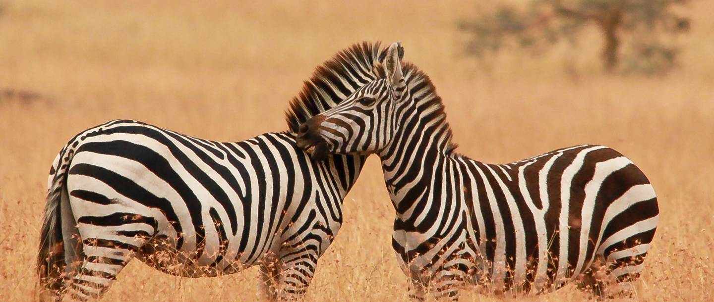 24 mahali mzuri nuzzling zebras 1440x610 1 - MAHALI MZURI