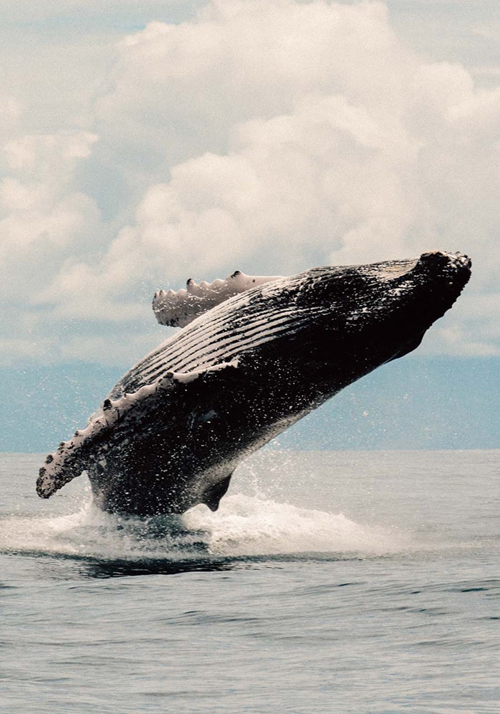 whalewatching - ISLAS SECAS