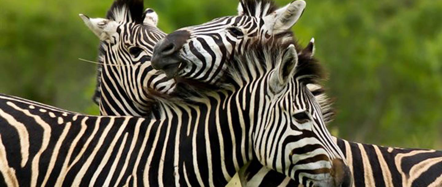 20 zebras - ULUSABA