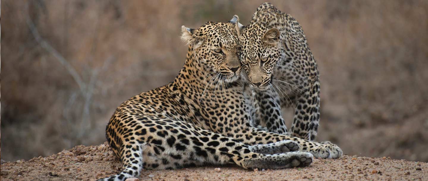 24 cuddling leopards - ULUSABA
