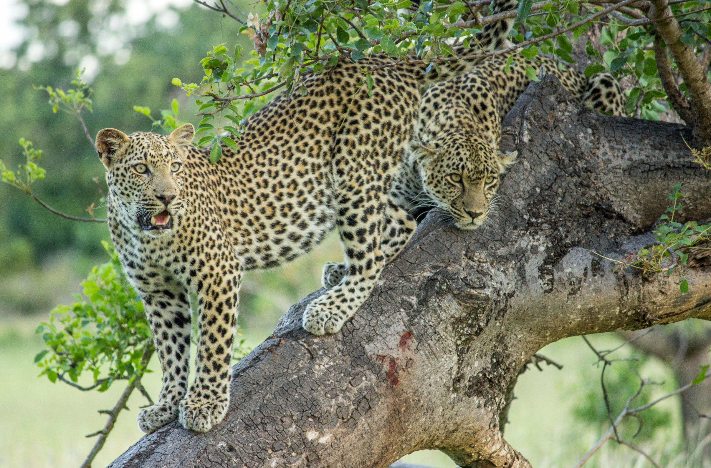 Female Leopard sub adult male cub - CHEETAH PLAINS
