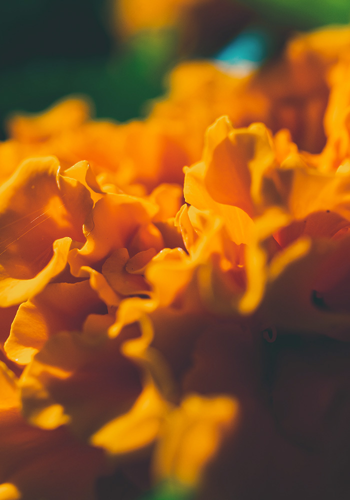Close-up of marigold flowers, a symbol of good luck in India.