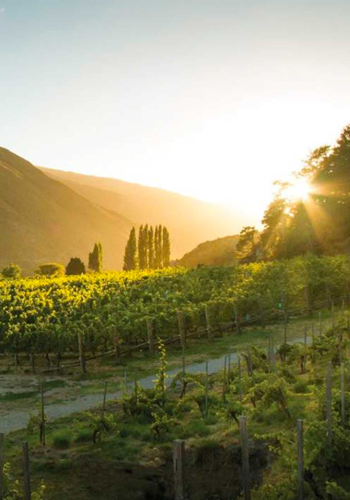 Sunset over a vineyard in New Zealand's wine region.