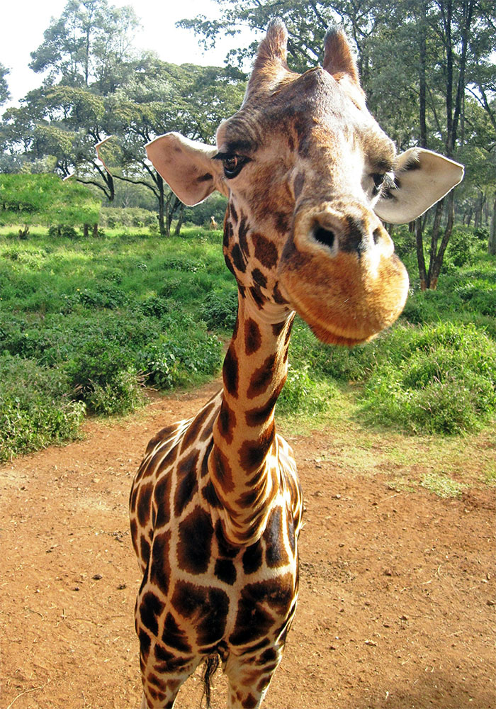 Nairobi Giraffe Rescue Centre