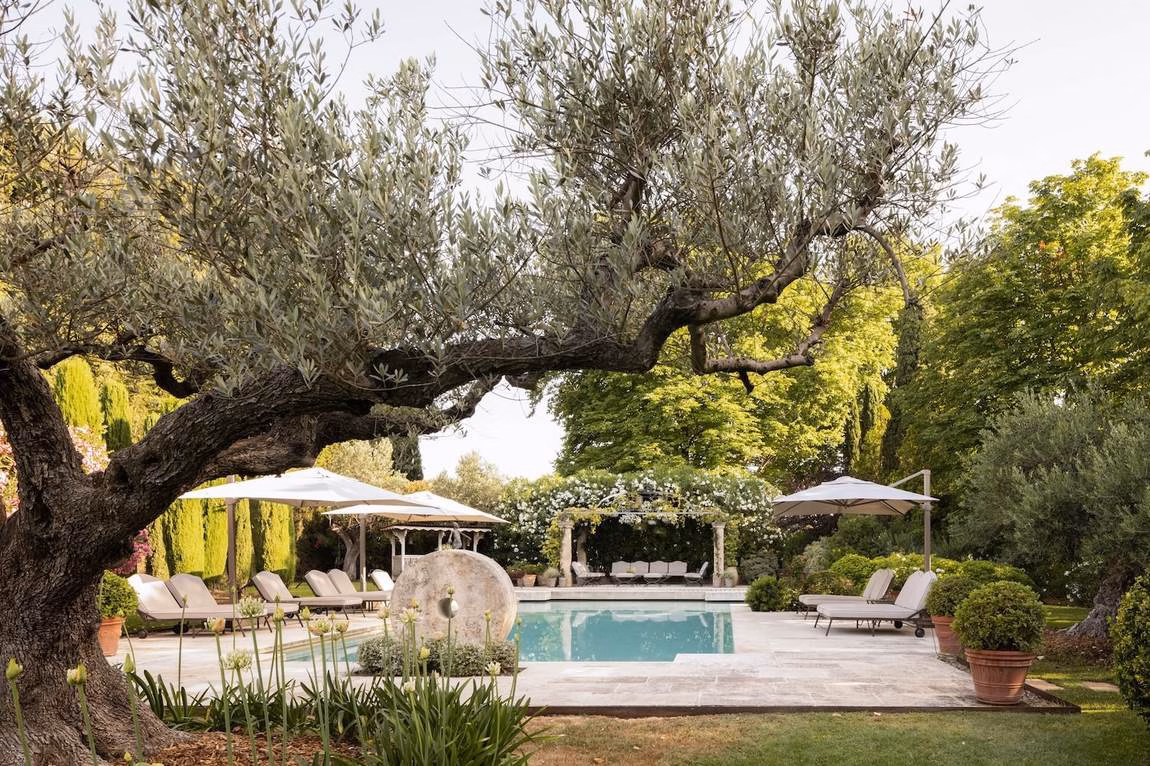 A centuries-old olive tree beside the pool and rose-covered pergola at Les Domaines de Chabran, Provence